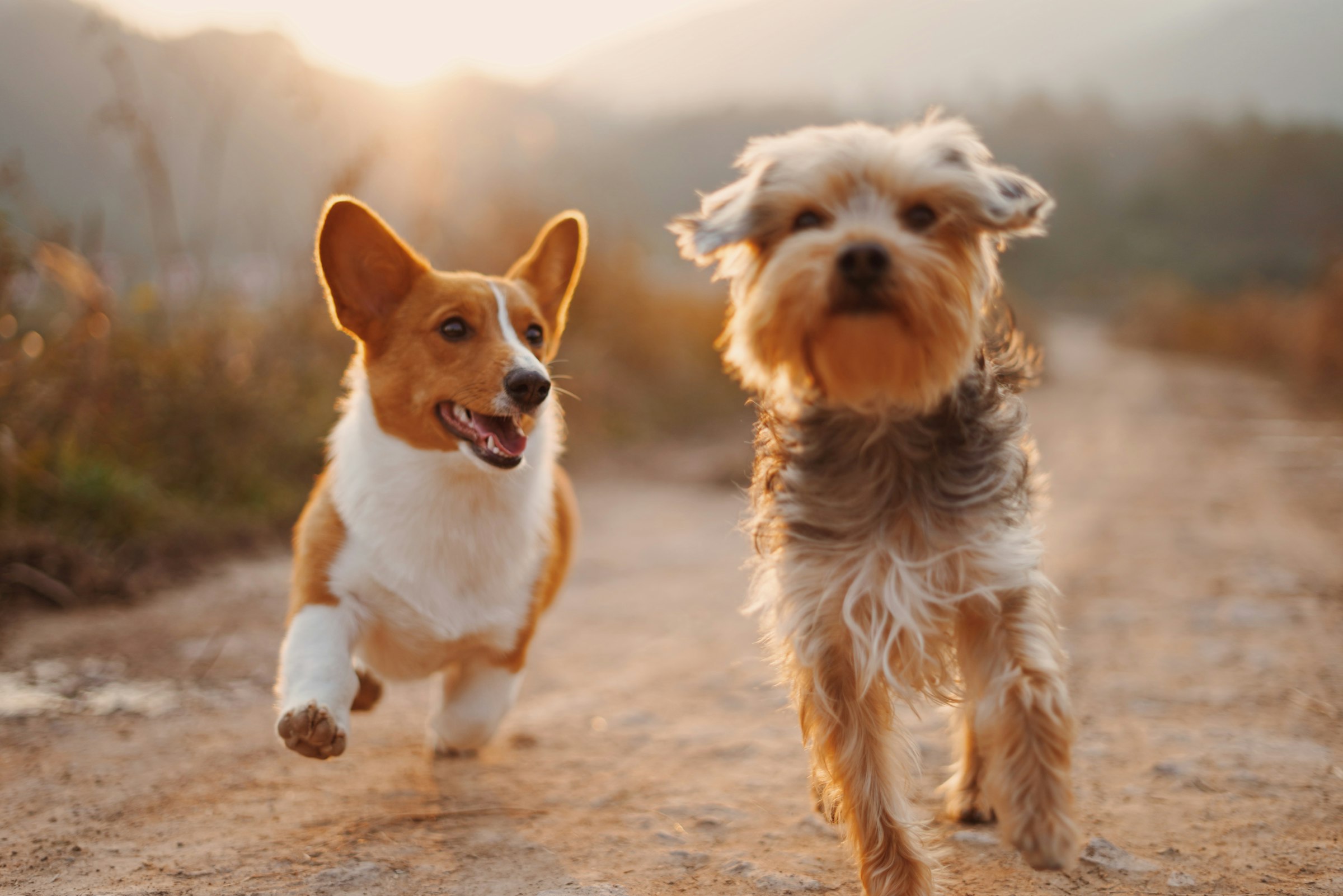 Two dogs running through grass on a sunny day